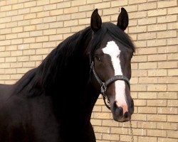 jumper Rossi Amor (Danish Warmblood, 2009, from Firenze DVH)