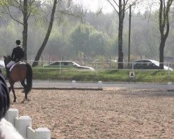 broodmare Floress 7 (Westphalian, 2005, from Florencio I)
