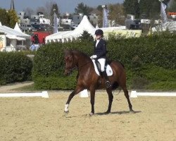 dressage horse Philippa 28 (Oldenburg, 2008, from Florencio I)