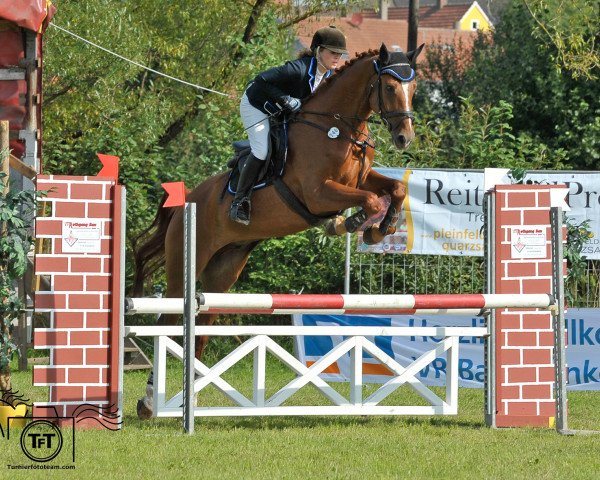 jumper Eulenspiegel 19 (Hanoverian, 2008, from Espri)
