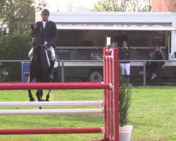 jumper Bella Bellisima (Holsteiner, 2009, from Diarado)