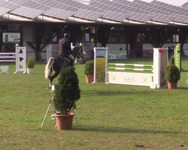jumper Chester 270 (Hanoverian, 2008, from Calido I)