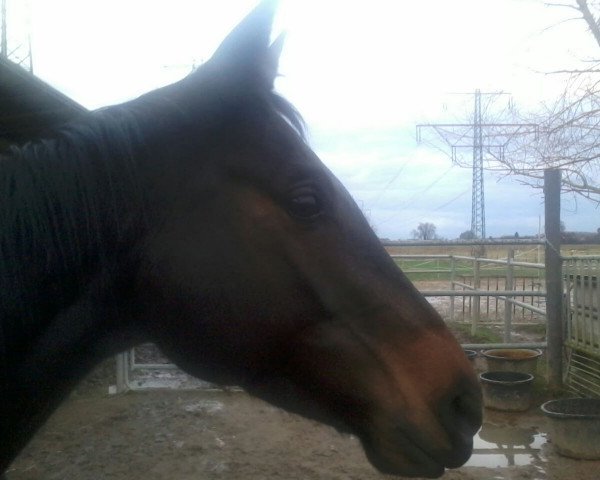 broodmare Chameur 159 (Trakehner, 2009, from Herzensdieb)
