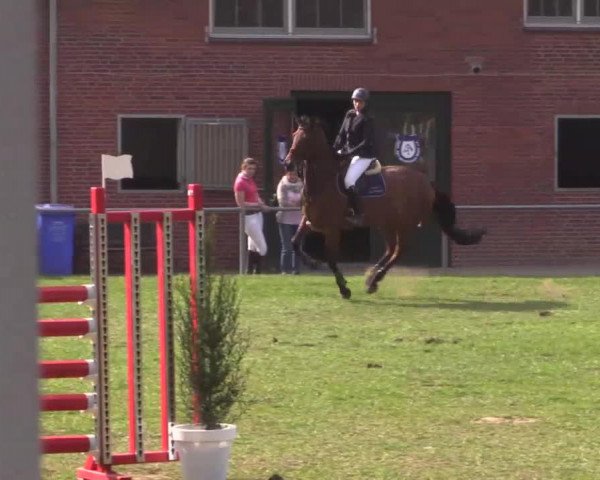 jumper de La Luna 16 (Oldenburg, 2008, from Pacifique Enfant)