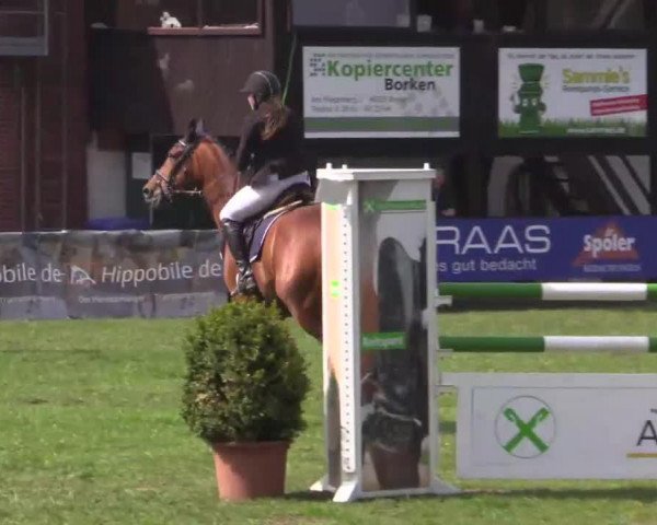Springpferd Gregor 172 (Oldenburger Springpferd, 2006, von Giorgio)