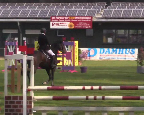 Springpferd Count Edwards (Hannoveraner, 2009, von Count Grannus)