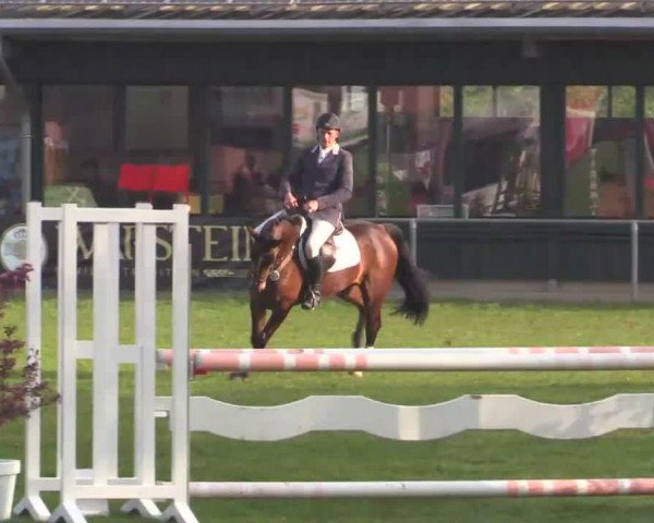 jumper Edwina 17 (Hanoverian, 2010, from Edward 28)