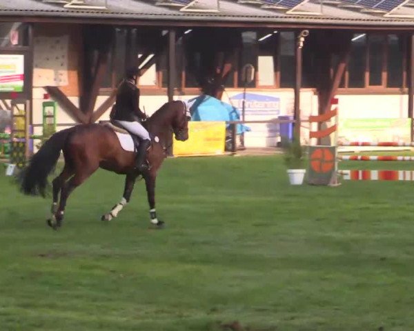 jumper Codex O (Westphalian, 2009, from Caproni)