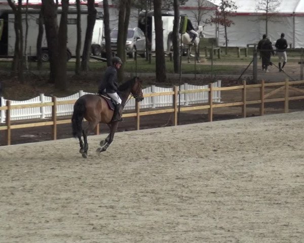Reitturnier Westergellersen 2021