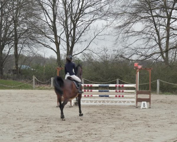 Reitturnier Scharnebeck 2021