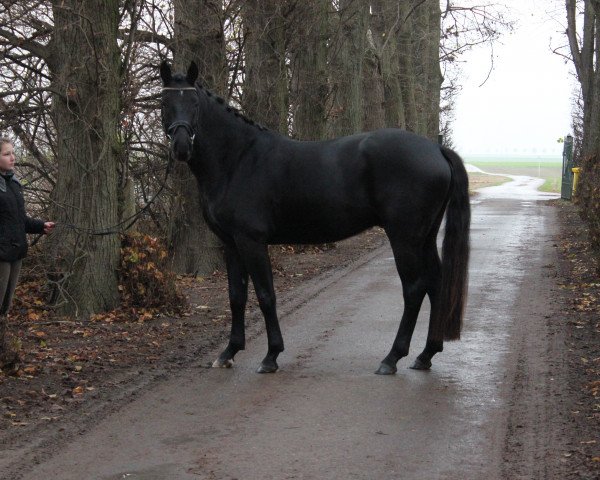 Dressurpferd DSP First Class (Deutsches Sportpferd, 2011, von Fürst Romancier)