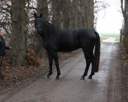 dressage horse DSP First Class (German Sport Horse, 2011, from Fürst Romancier)