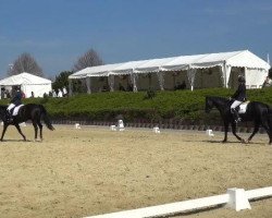 dressage horse Dark Chocolate 21 (Hanoverian, 2010, from Don Crusador)