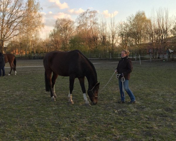 horse Darcy 3 (Westphalian, 1997, from Damiani)