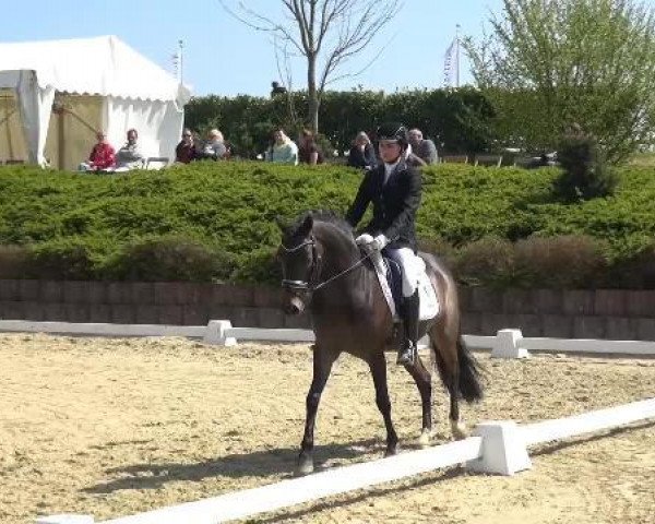 dressage horse Valentin 129 (German Riding Pony, 2008, from Valido's Highlight)
