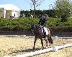 dressage horse Valentin 129 (German Riding Pony, 2008, from Valido's Highlight)