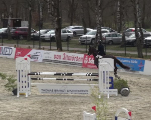 Reitturnier Westergellersen 2021