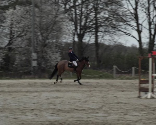 Reitturnier Scharnebeck 2021