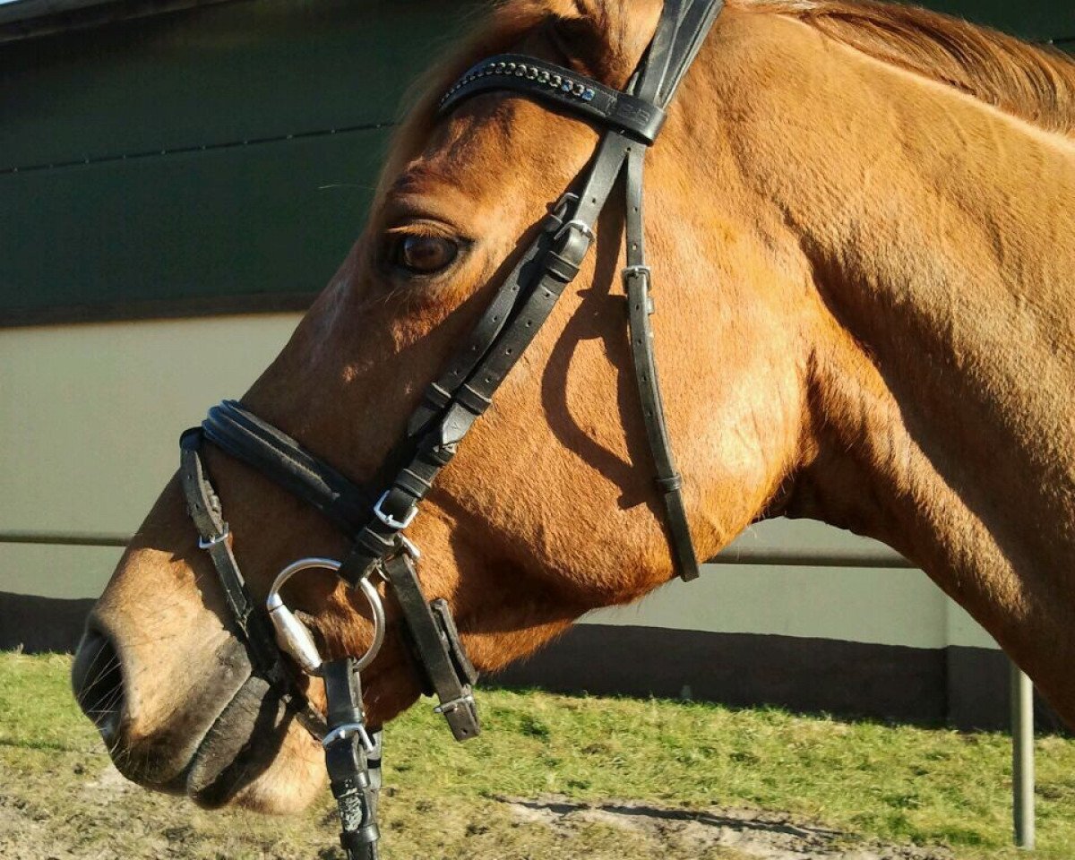 broodmare Quidam's Cordeaimee (Hanoverian, 2008, from Quidam's Rubin)