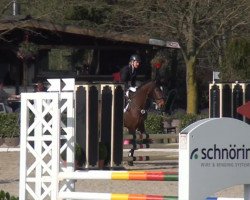jumper Delano 88 (Westphalian, 2009, from Diamonit I)