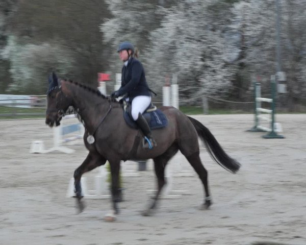 Reitturnier Scharnebeck 2021