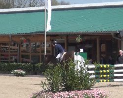jumper Jackson 82 (Belgian Warmblood, 2009, from Cicero Z van Paemel)