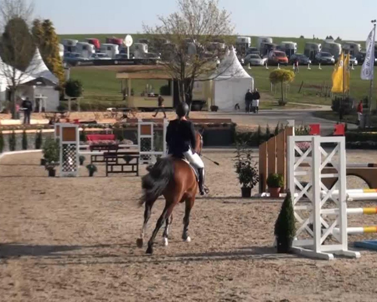 Springpferd Chloe 30 (Westfale, 2010, von Clinton)