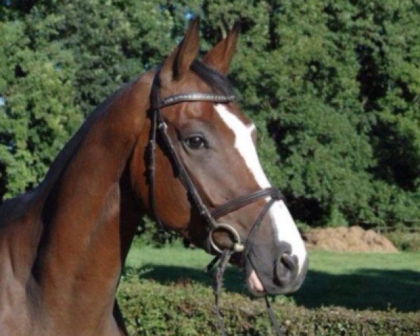 jumper Quentin 118 (Hanoverian, 2009, from Quintender 2)