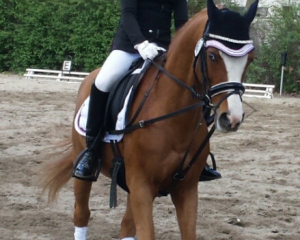 dressage horse Olympic H (German Riding Pony, 2004, from Ombre)