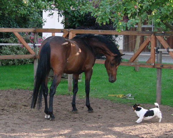 horse Le Bo 4 (German Riding Pony, 2006, from Lagos 72)