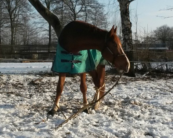 dressage horse Rescue-Me (Rhinelander, 2010, from Rilke)