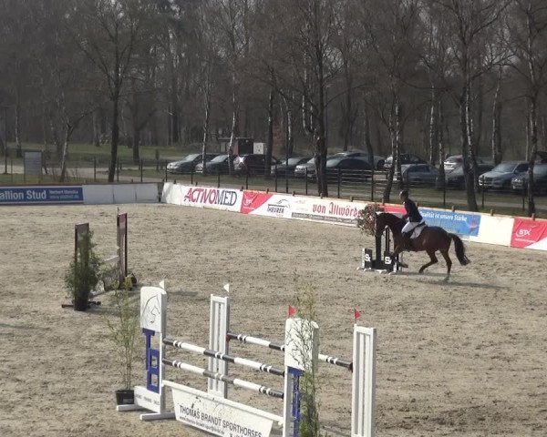 Reitturnier Westergellersen 2021