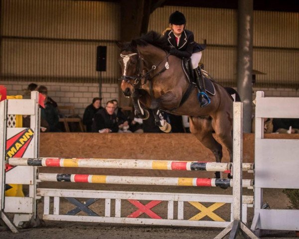 Springpferd Bling Bling 3 (KWPN (Niederländisches Warmblut), 2006, von Manhattan)