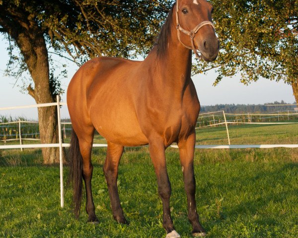 broodmare Scarlett 256 (Thuringia, 1995, from Casander)