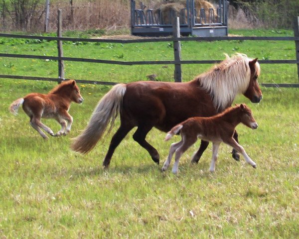broodmare Nakira aus dm Wendland (Shetland Pony, 2015, from Isidor PrH*)