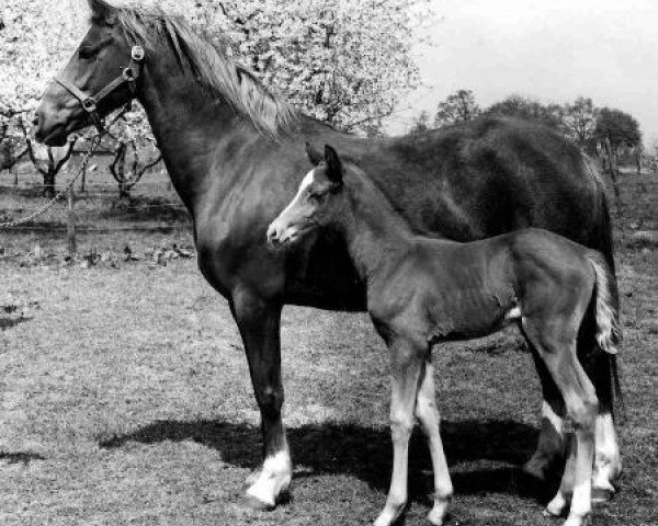 Zuchtstute Downland Santolina (Welsh Pony (Sek.B), 1970, von Downland Chevalier)