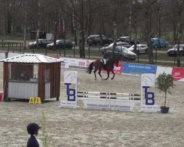 Reitturnier Westergellersen 2021