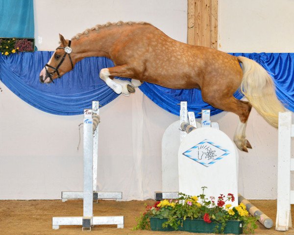 stallion Carlos Chantre (German Riding Pony,  , from Top Carlos Cassini)