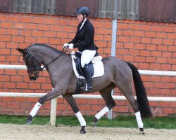 Zuchtstute Dancing in the dark W (Deutsches Reitpony, 2011, von Dance Star AT NRW)