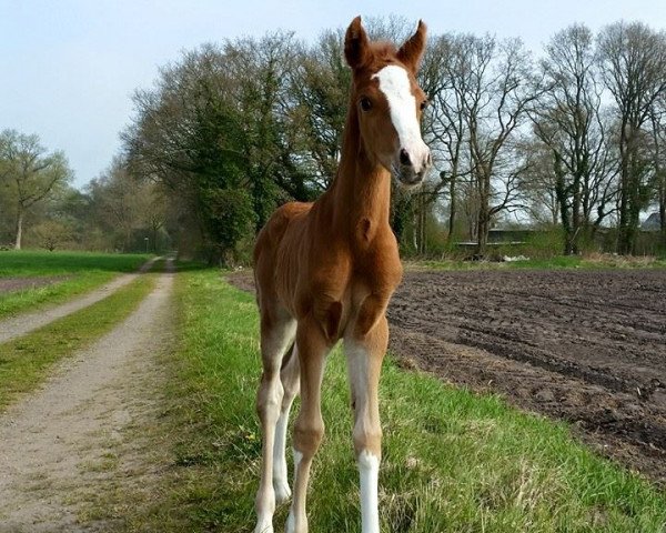 horse Seute Deern (German Riding Pony, 2015, from Chicos Chameur)