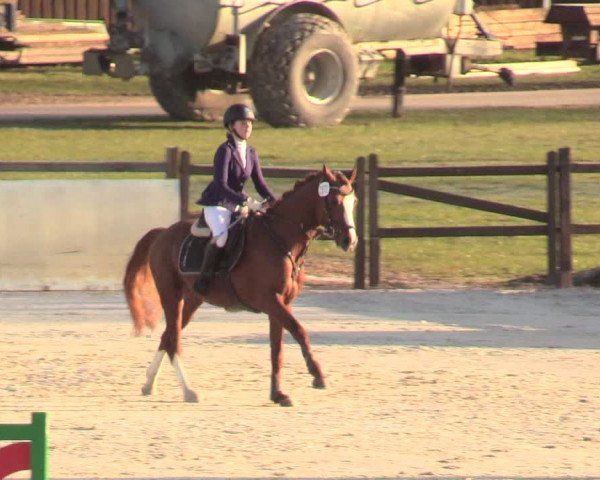 Reitturnier Westergellersen 2021