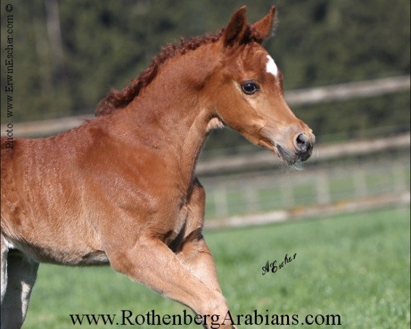 stallion GR Magali ox (Arabian purebred, 2015, from GR Faleeh EAO)