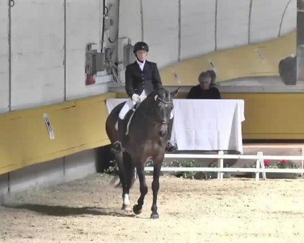 dressage horse Falco 373 (Bavarian, 2010, from For Romadour)