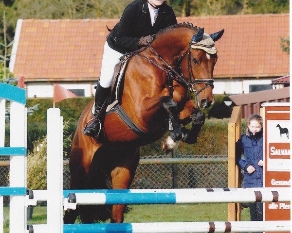 jumper Chilling (German Sport Horse, 2009, from Calido I)