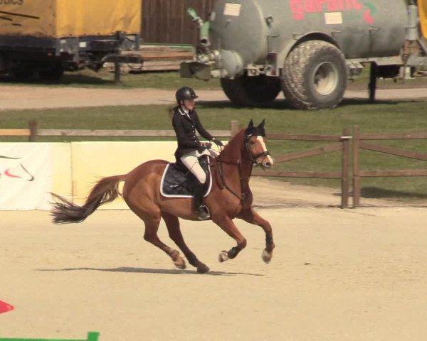 Reitturnier Westergellersen 2021