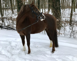 dressage horse Daiquiri 116 (German Riding Pony, 2011, from Dance Star AT NRW)