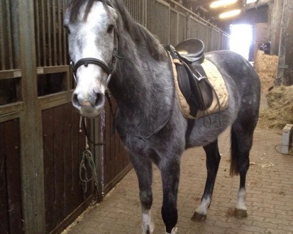 horse Wallach von Calazio I (Holsteiner, 2010, from Calazio 170 FIN)