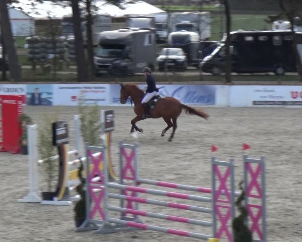 Reitturnier Westergellersen 2021