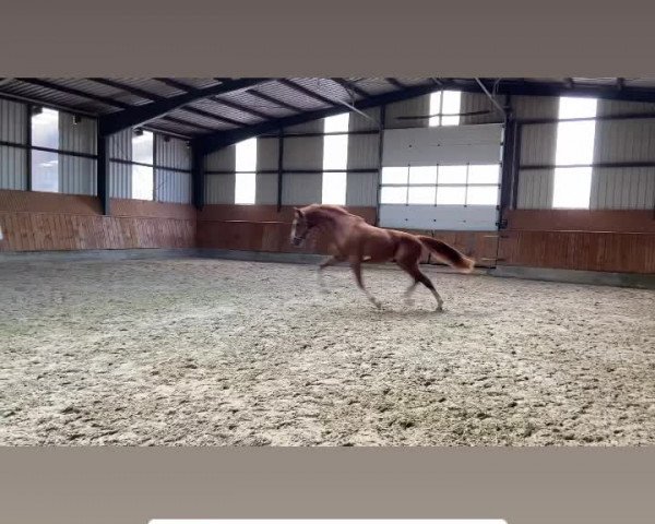 Video of Baloustino K
