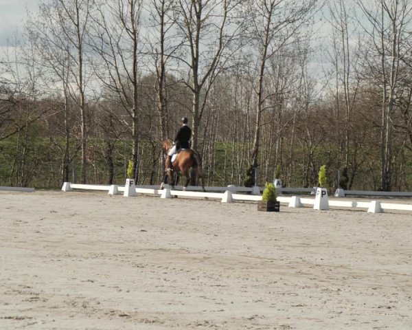 Reitturnier Scharnebeck 2021